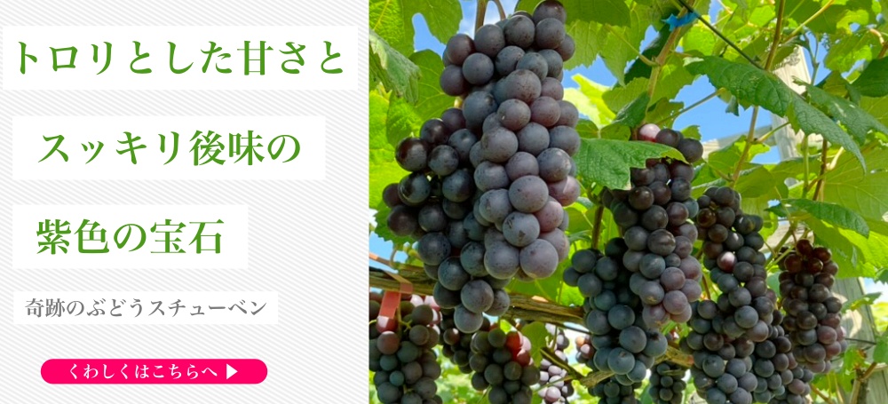 最高糖度２２度越えの甘いスチューベン